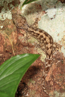 Turnip-tailed Gecko - Thecadactylus rapicauda
