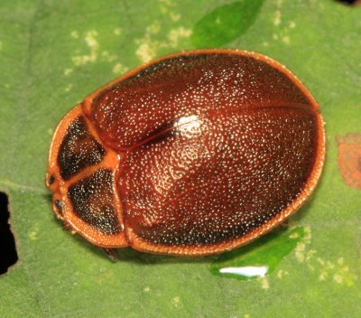 Chelymorpha marginata (female)