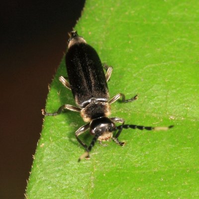 Cantharidae - Pygodiscodon sp.
