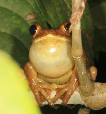 Rusty Tree Frog - Boana boans