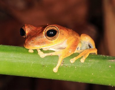 Gnthers Banded Tree Frog - Boana fasciata
