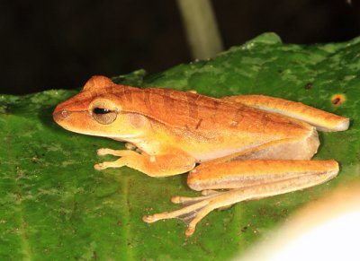 Many-banded Tree Frog - Boana multifasciata