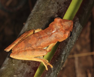 Gnther's Banded Tree Frog - Boana fasciata