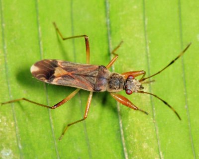 Guyana Dirt-colored Seed Bugs - Rhyparochromidae