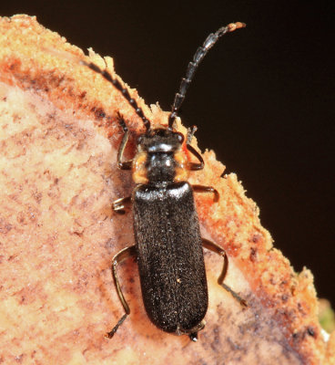 Cantharidae - Pygodiscodon sp.