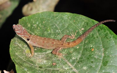 Bridled Forest Gecko - Gonatodes humeralis