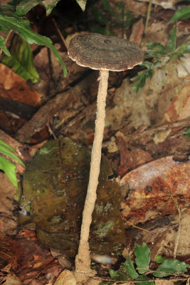 Amauroderma sp.