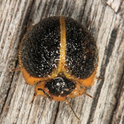 Tenebrionidae - Nilio sp.