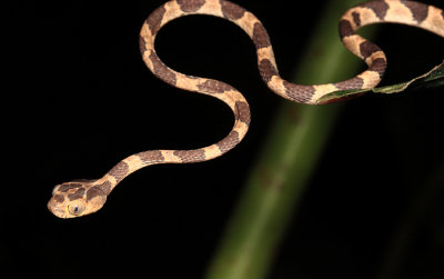 Blunt-headed Tree Snake - Imantodes lentiferus