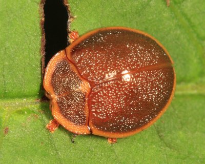 Chelymorpha marginata (male)