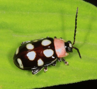 Flea Beetle - Omophoita aequinoctialis