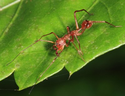 Myrmecium sp.