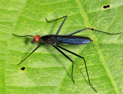 Stilt-legged Fly - Micropezidae - Scipopus sp.