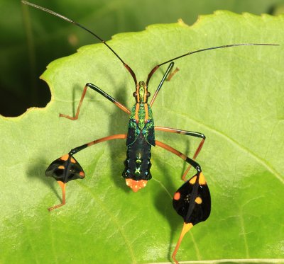 Guyana Leaf-footed Bugs - Coreidae