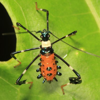 Diactor bilineatus