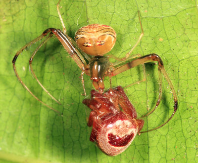 Pirate Spider - Mimetidae - Gelanor sp.