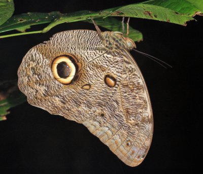 Pale Owl-Butterfly - Caligo telamonius