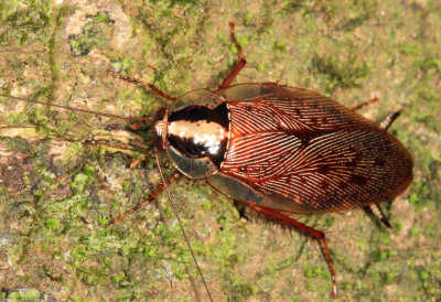 Guyana Cockroaches