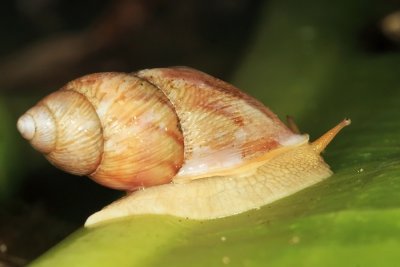 Plekocheilus sp.
