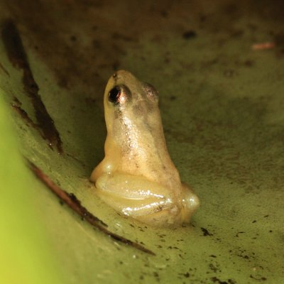 Golden Poison Dart Frog - Anomaloglossus beebei