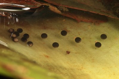 Golden Poison Dart Frog - Anomaloglossus beebei (eggs)