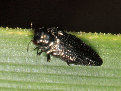 Buprestidae - Taphrocerus depilis