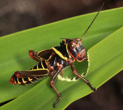 Guyana Grasshoppers - Caelifera