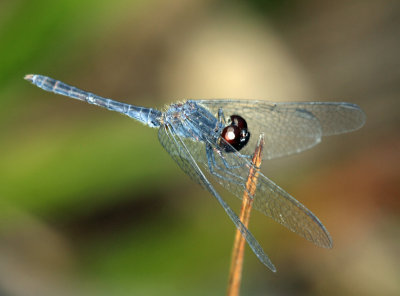 Erythrodiplax paraguayensis