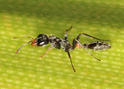 Pseudomyrmex gracilis