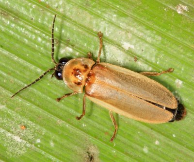 Firefly - Lampyridae