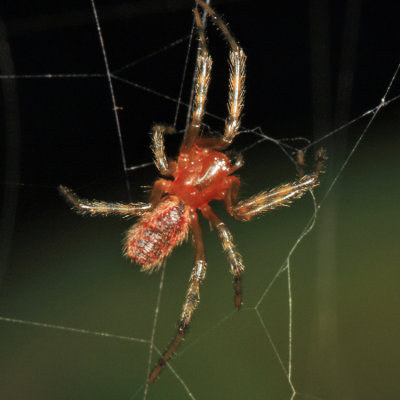 Social Spider - Anelosimus sp.