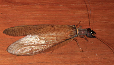 Dobsonfly - Corydalidae