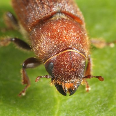 Red Turpentine Beetle - Dendroctonus valens