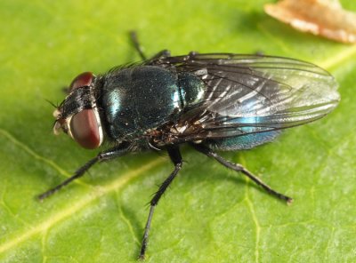 Black Blow Fly - Phormia regina