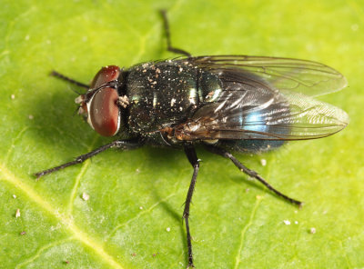 Black Blow Fly - Phormia regina