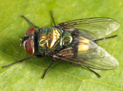 Common Green Bottle Fly - Lucilia sericata