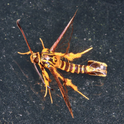 Carmenta sp.