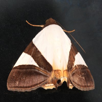 Eulepidotis dominicata