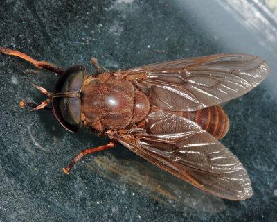 Horse Fly - Tabanidae
