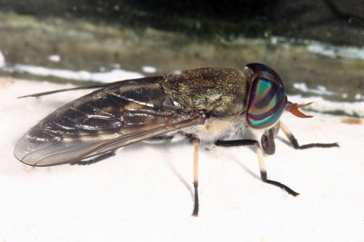 Horse Fly - Tabaninae