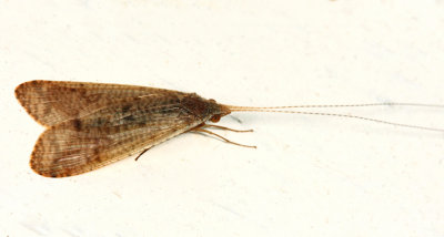 Caddisfly - Oestropsinae