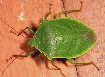 Guyana Stink Bugs - Pentatomidae Photo Gallery by Tom Murray at