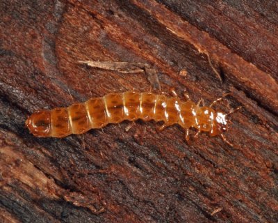 Red Flat Bark Beetle - Cucujus clavipes (larva)