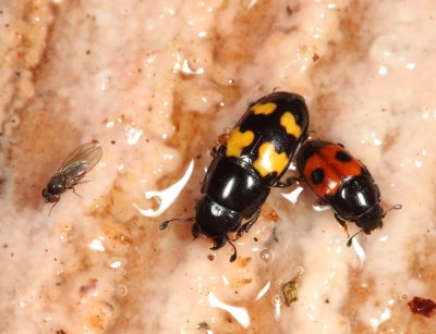 Picnic Beetle - Glischrochilus fasciatus