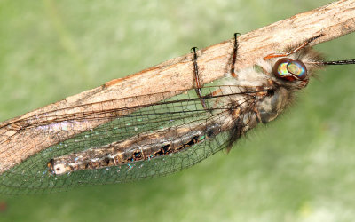 Owlfly - Ascalaphidae - Ululodes sp.
