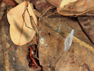 Ogre-faced Spider - Deinopidae