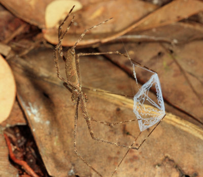 Ogre-faced Spider - Deinopidae
