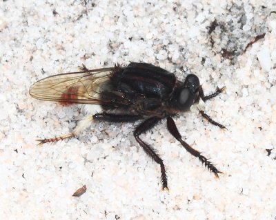 Eccritosia barbata