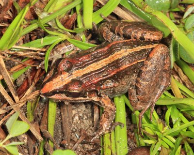 Whistling Grass Frog - Leptodactylus fuscus