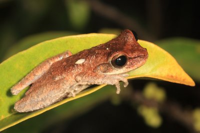 Rodriguez's Amazon Tree Frog - Tepuihyla rodriguezi